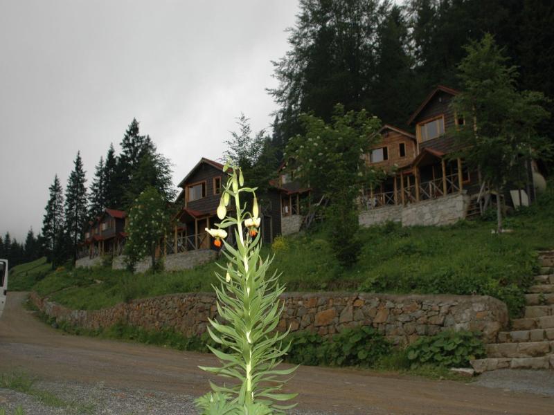 Hamsikã¶y Zitaåÿ Bungalov & Restoran image