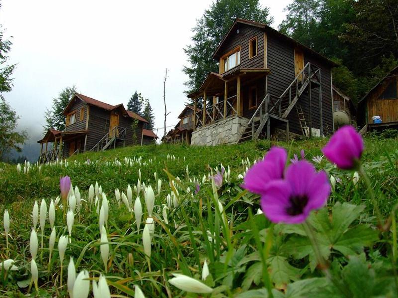 Hamsikã¶y Zitaåÿ Bungalov & Restoran image