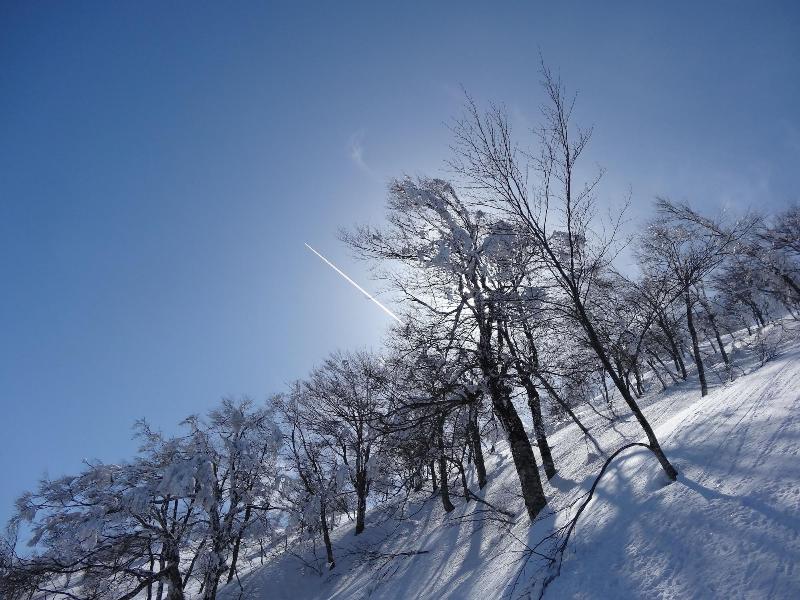 Il Bosco image