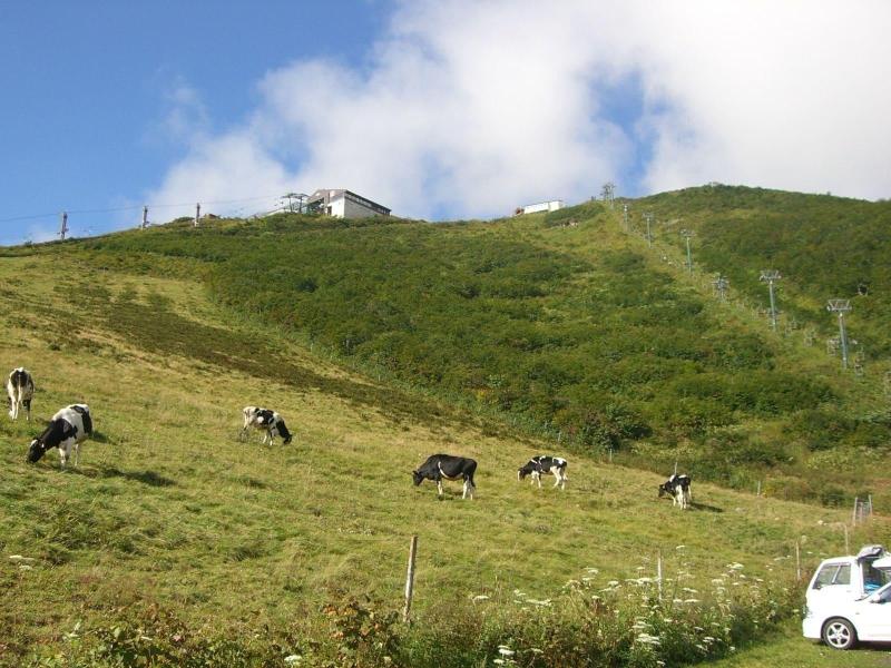 Il Bosco image