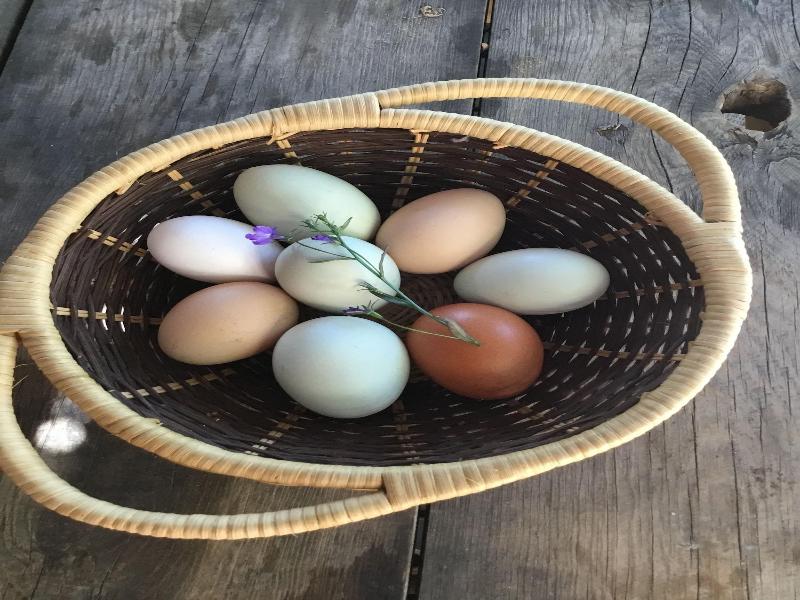 Taos Goji Farm & Eco-lodge Retreat