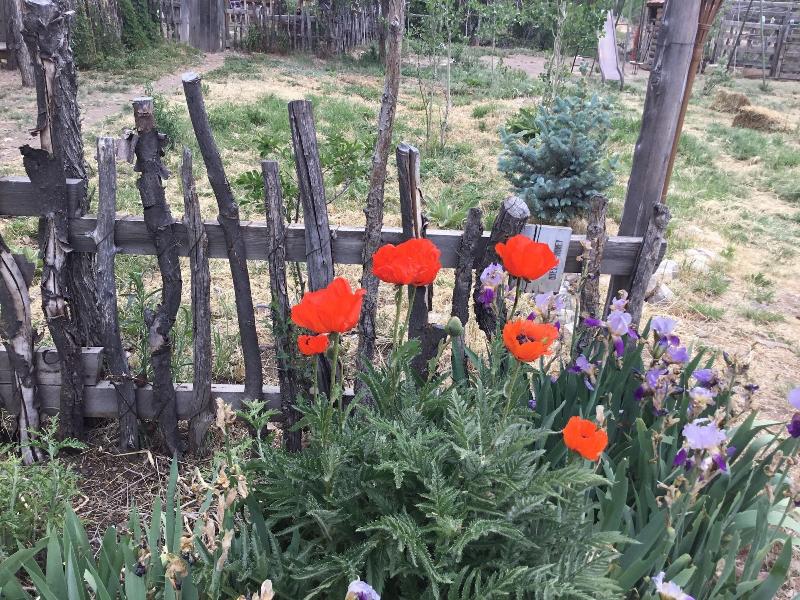 Taos Goji Farm & Eco-lodge Retreat