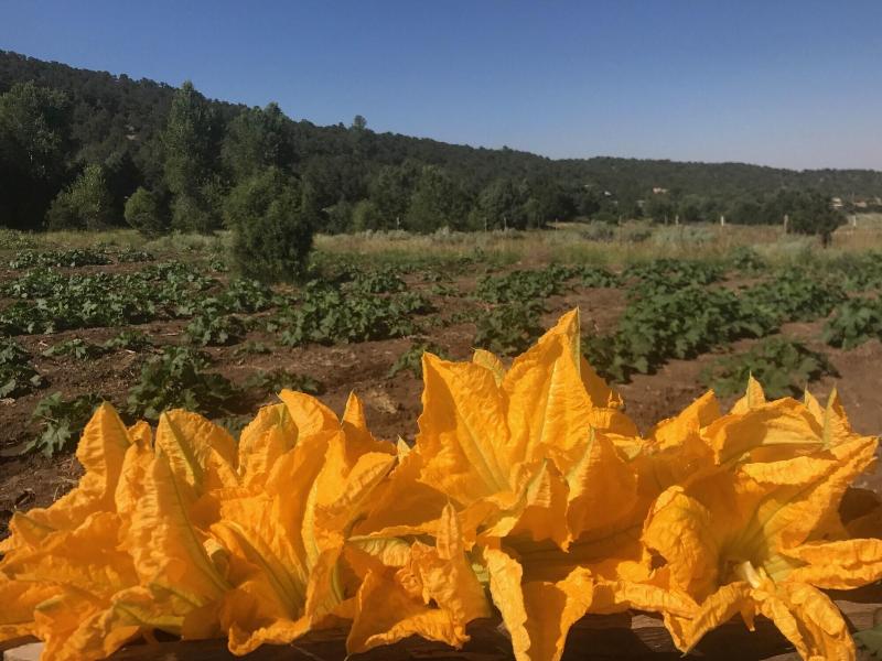 Taos Goji Farm & Eco-lodge Retreat