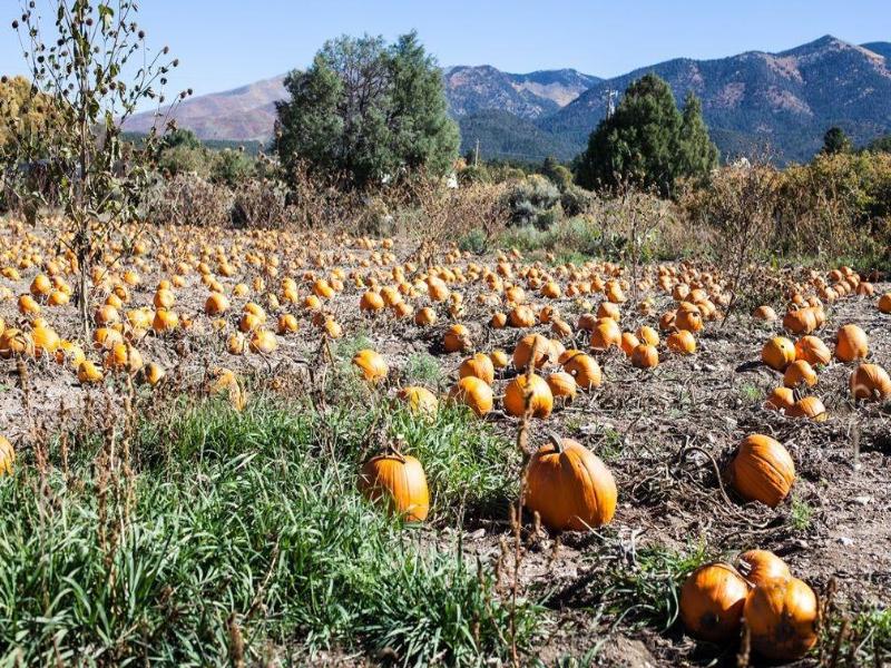 Taos Goji Farm & Eco-lodge Retreat