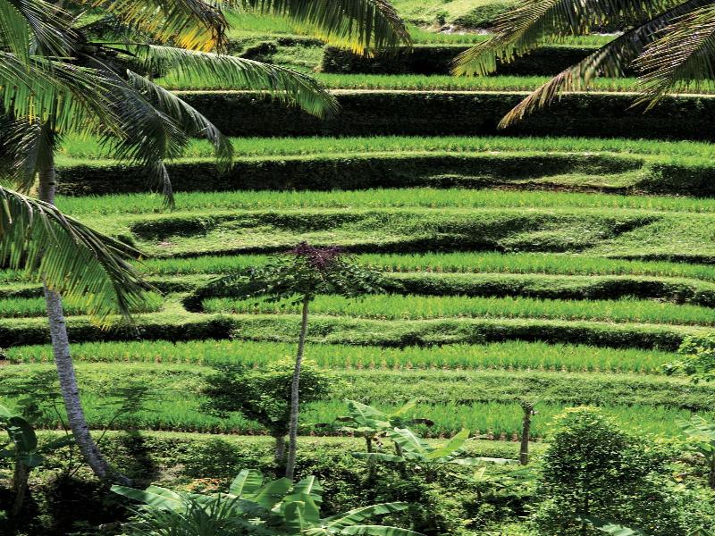 Puri Tupai image
