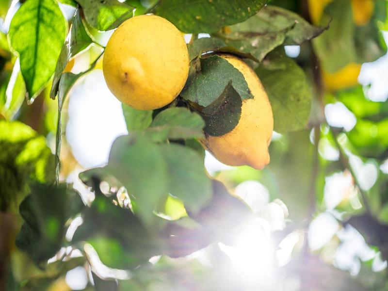 Lemon Tree Stay image