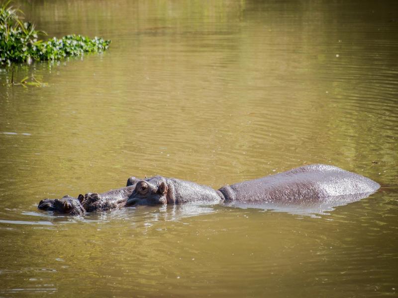 Maramba River Lodge image