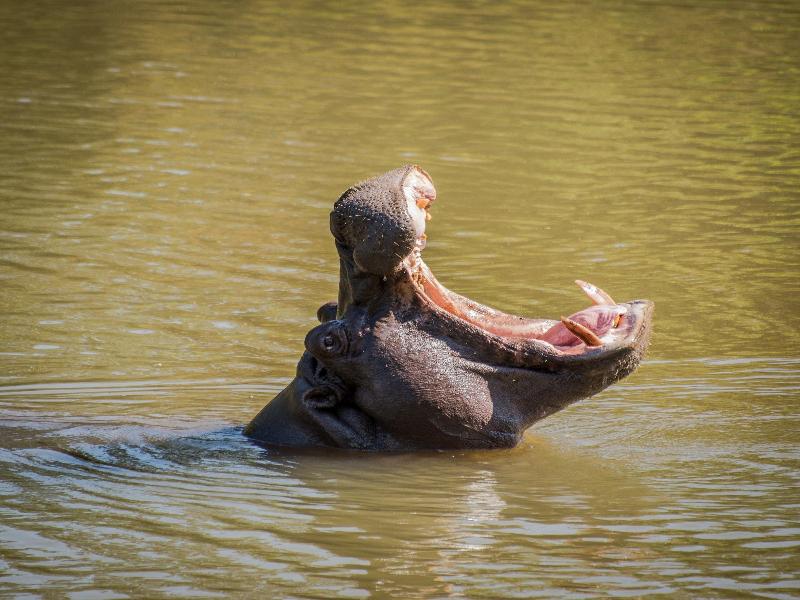 Maramba River Lodge image