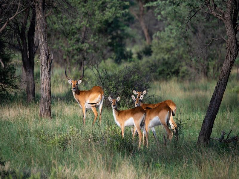 Africa Awaits Lodge