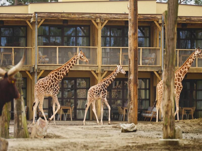 Safari Hotel Beekse Bergen image