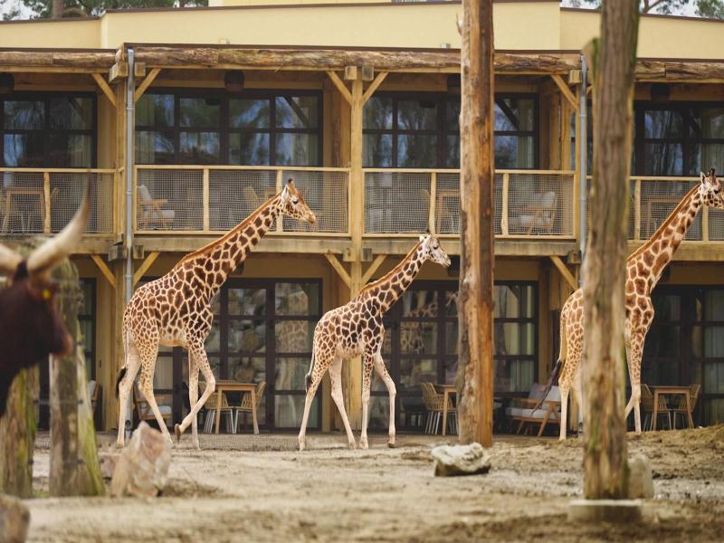 Safari Hotel Beekse Bergen image