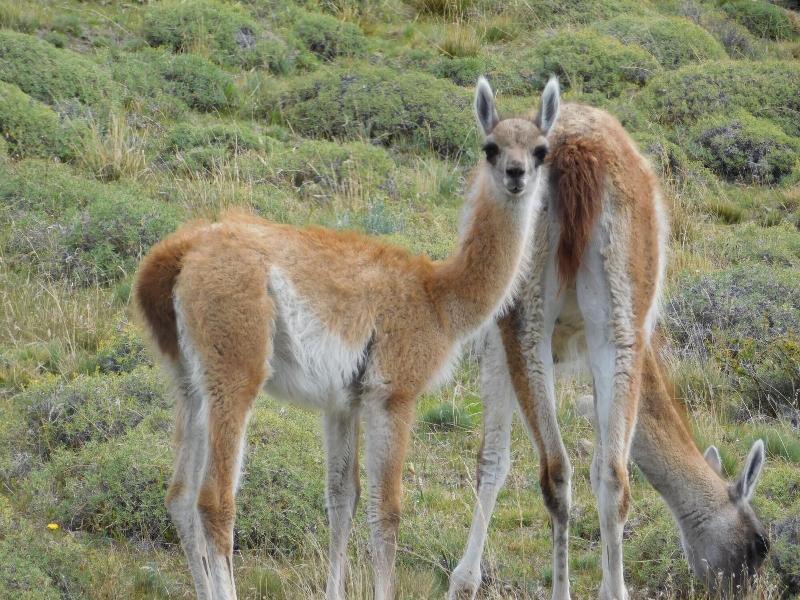Hotel Del Paine