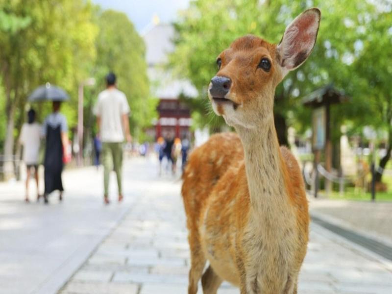 Arashi Hotel Nambaminami image