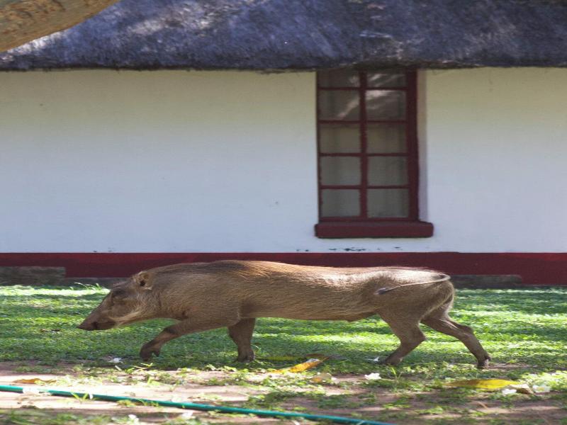 Rest Camp Victoria Falls image