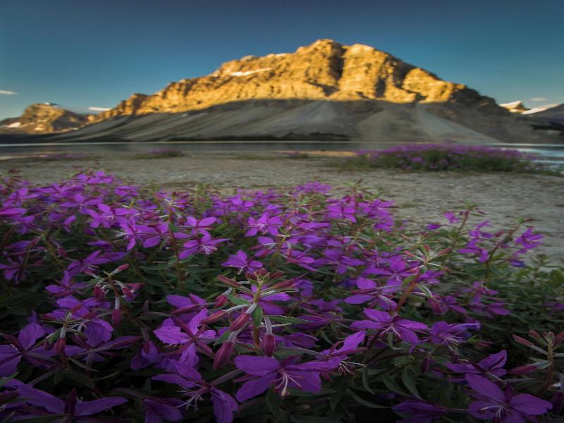 The Lodge At Bow Lake image