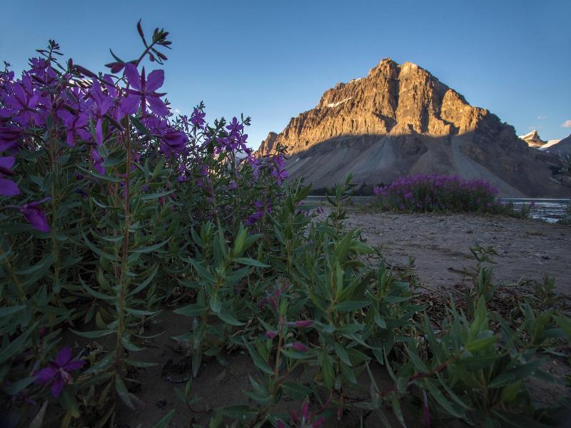 The Lodge At Bow Lake image