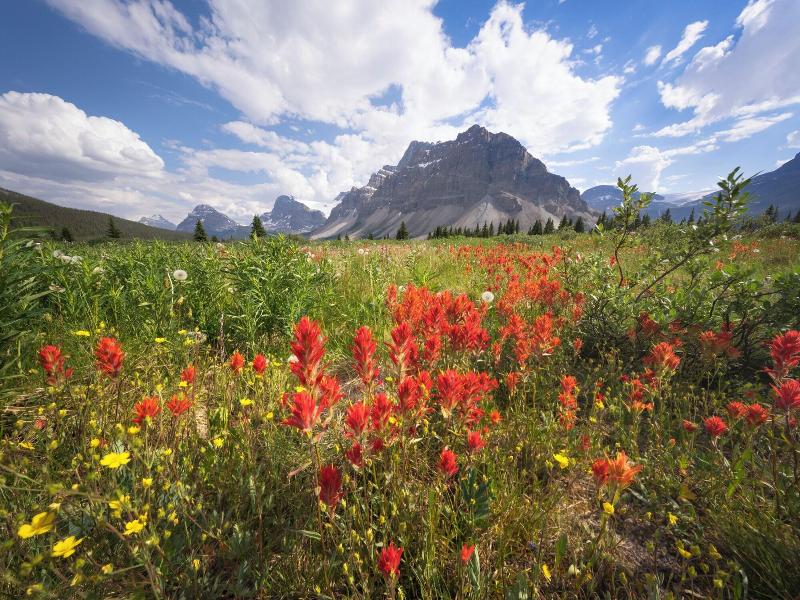 The Lodge At Bow Lake image