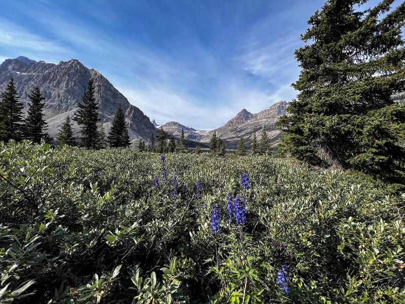 The Lodge At Bow Lake image