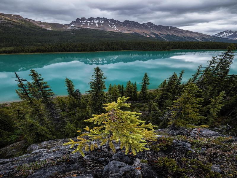 The Lodge At Bow Lake image