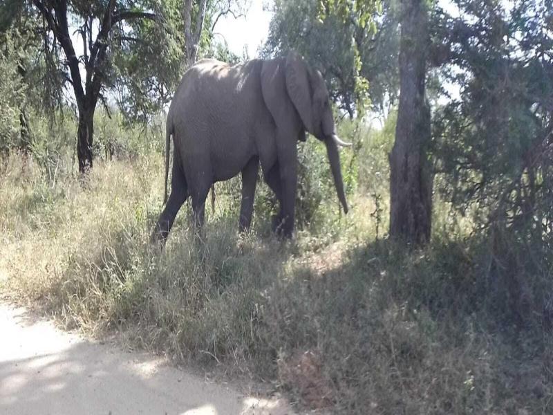 Elephant Memories Safari Lodge image