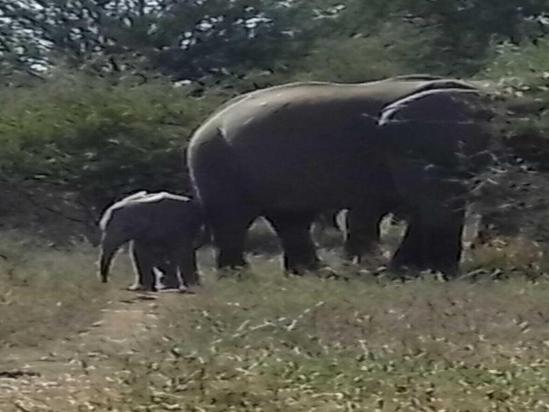 Elephant Memories Safari Lodge image