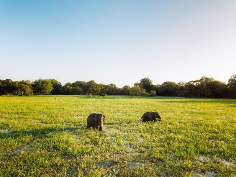 Yala Safari Camping image