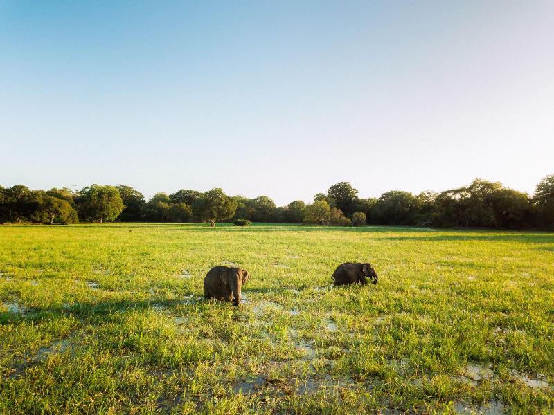 Yala Safari Camping image
