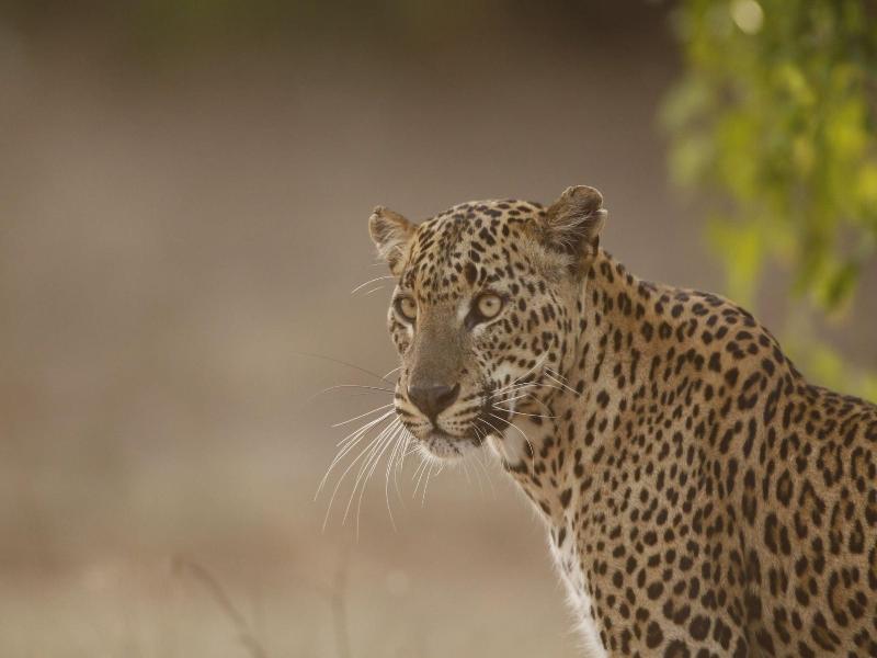 Yala Safari Camping image