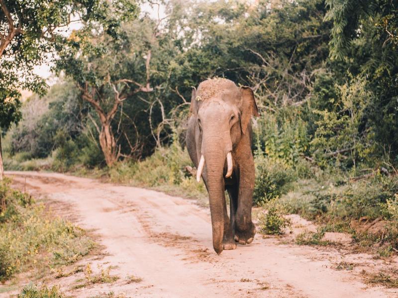 Yala Safari Camping image