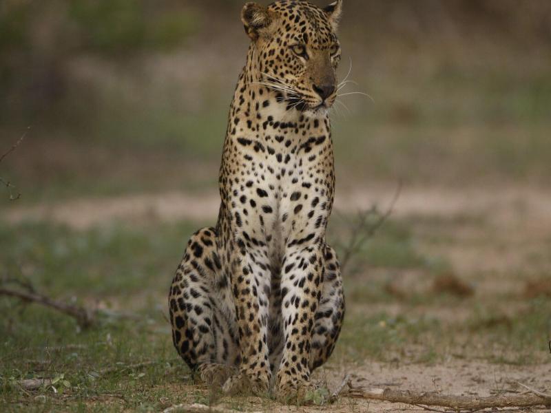 Yala Safari Camping image