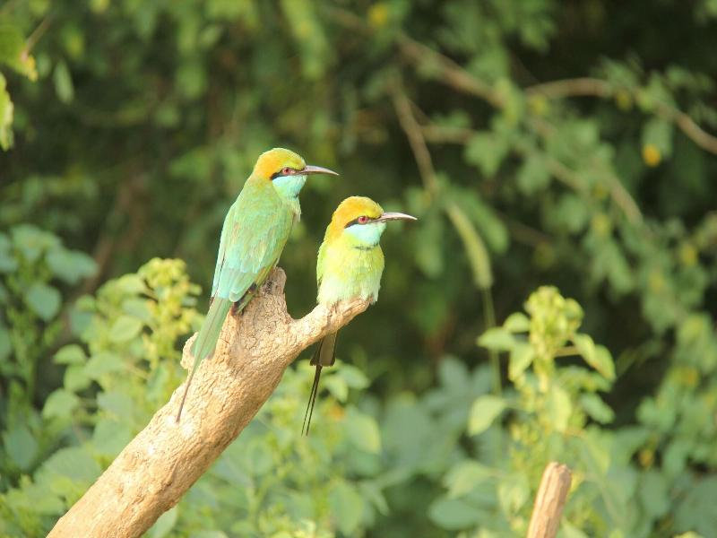 Yala Safari Camping image