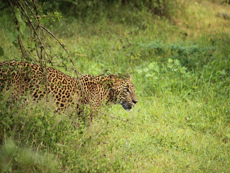 Yala Safari Camping image