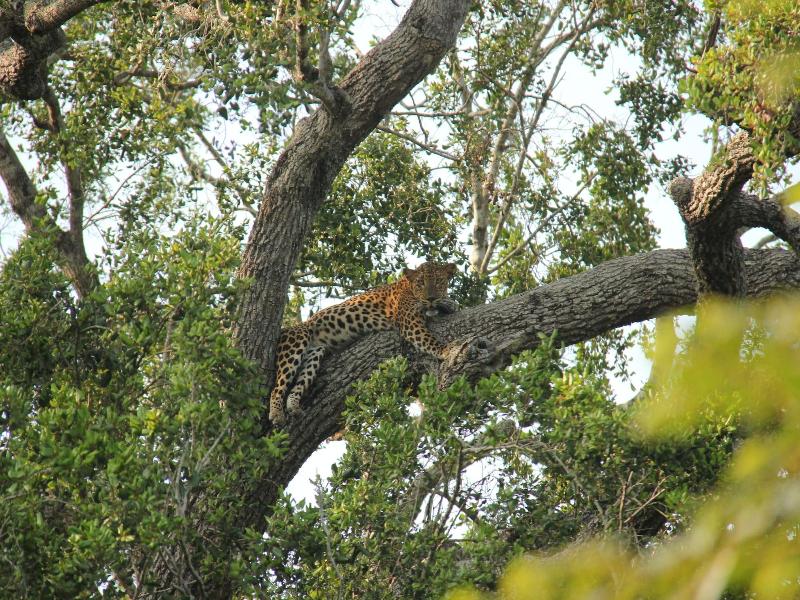 Yala Safari Camping image