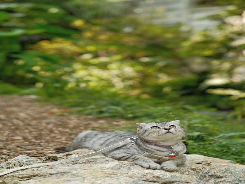 Proud Phu Fah Muang Chiang Mai image