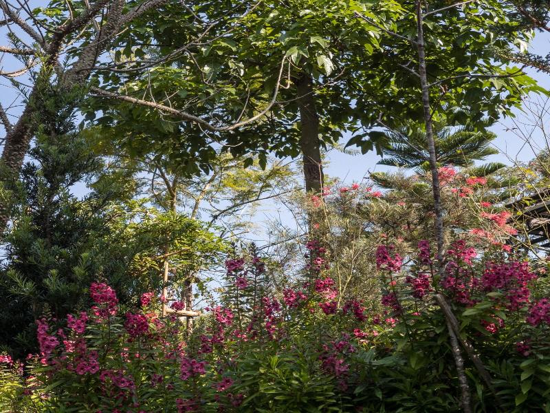 Vana Homestay image