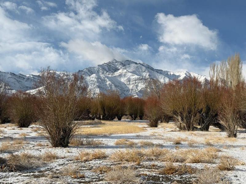 The Postcard In The Himalayan Willows image