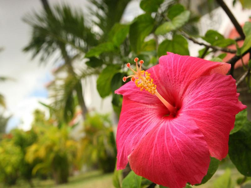 Ocean Villas image
