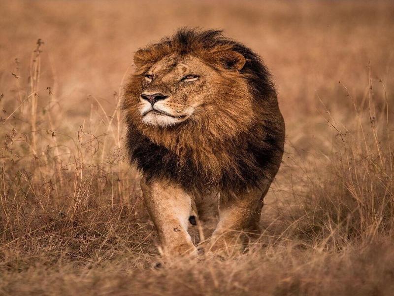 Lions Luxury Eco-resort & Spa image