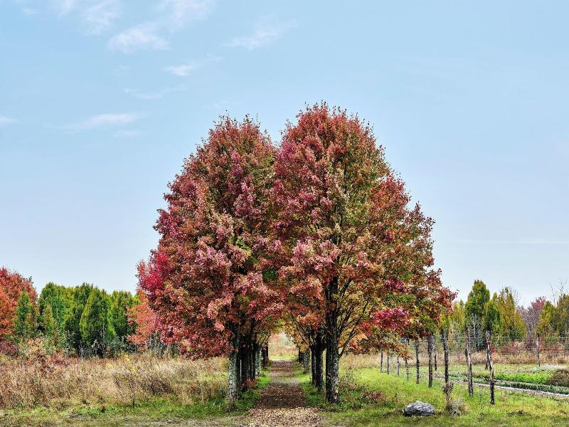 Wildflower Farms, Auberge Collection image