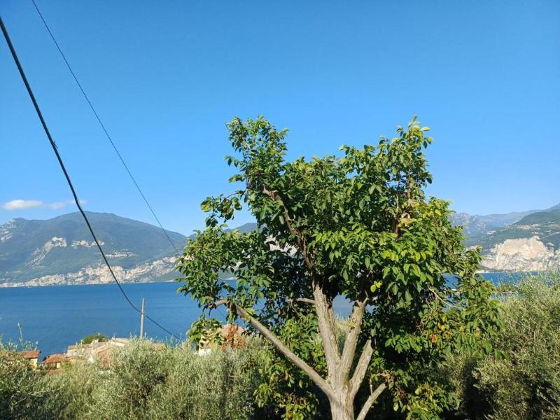 Appartamenti Albatros image