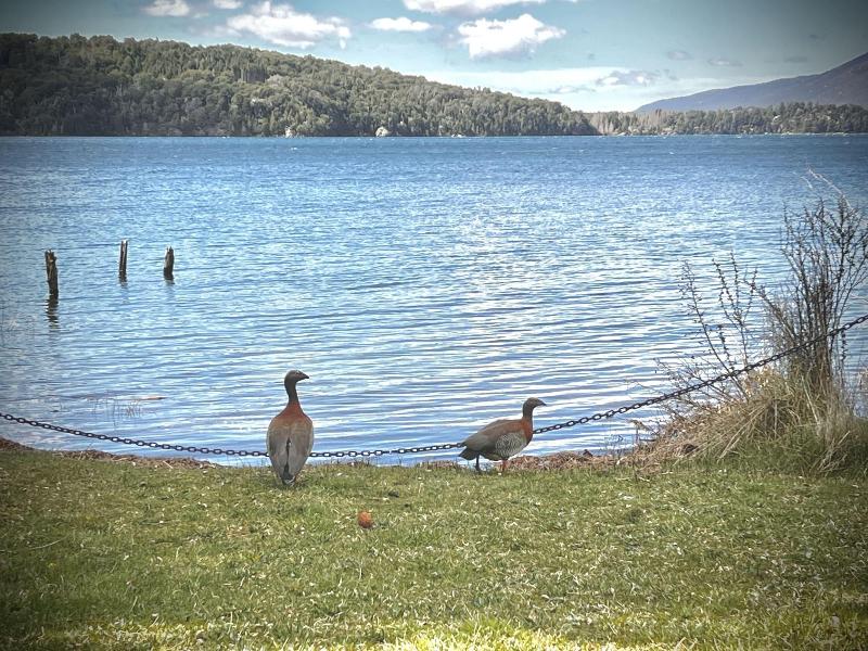 Apartments Bariloche - Moreno Lake image