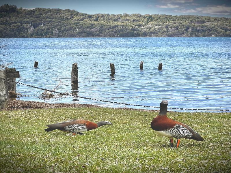Apartments Bariloche - Moreno Lake image