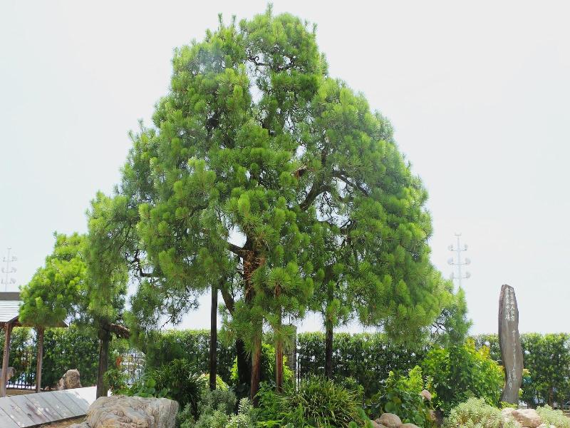 Soki Atami image