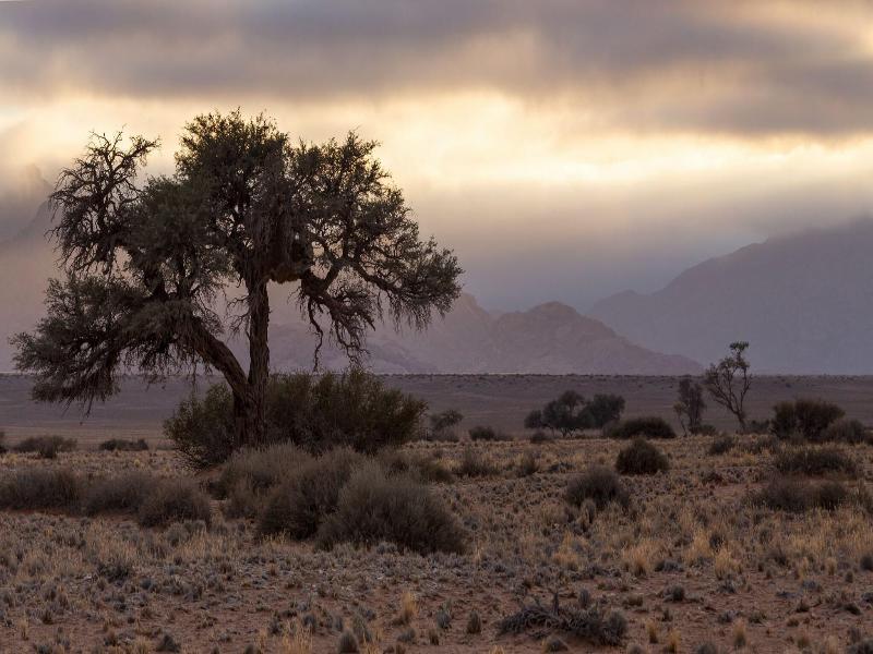 Desert Quiver Camp image