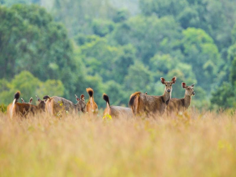 Intercontinental Khao Yai Resort By Ihg image