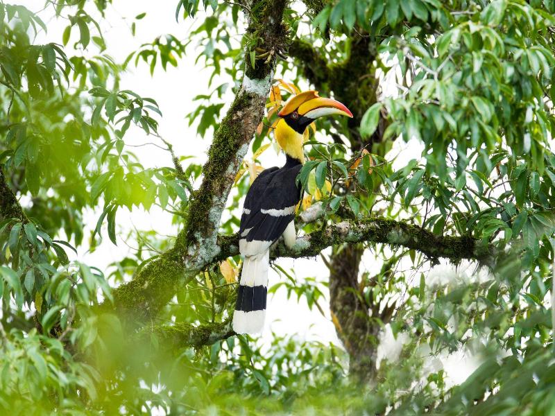Intercontinental Khao Yai Resort By Ihg image