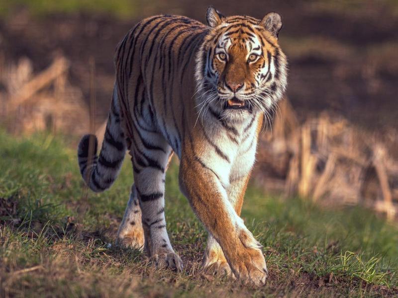 Hex Wildlife Hotel image