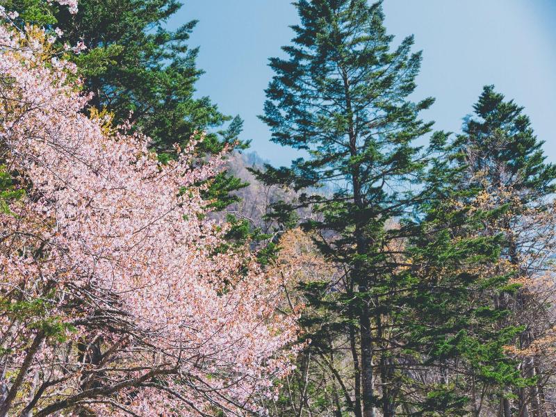 Okujozankeionsen Kashogyoen