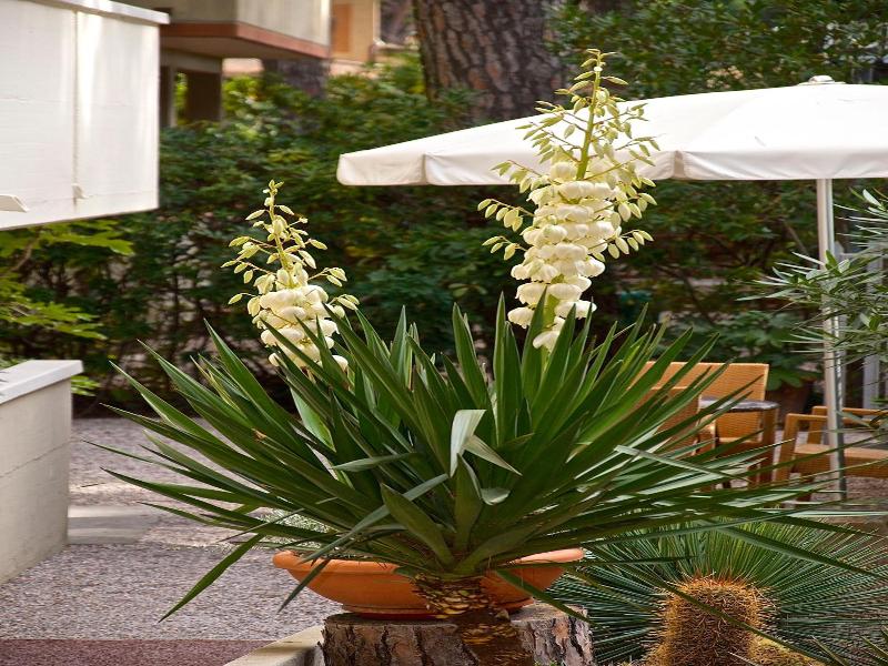 Hotel Rosmarina image