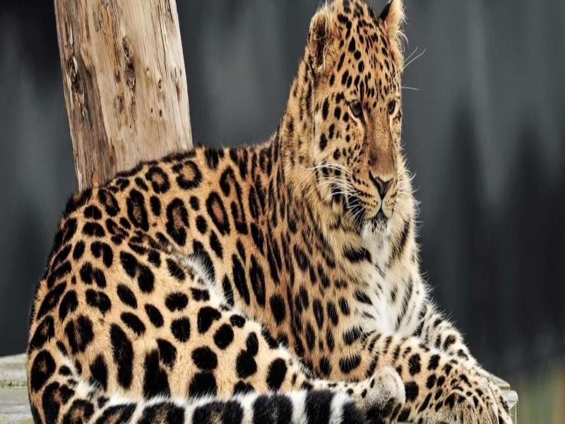 Hex Wildlife Hotel At Yorkshire Wildlife Park image